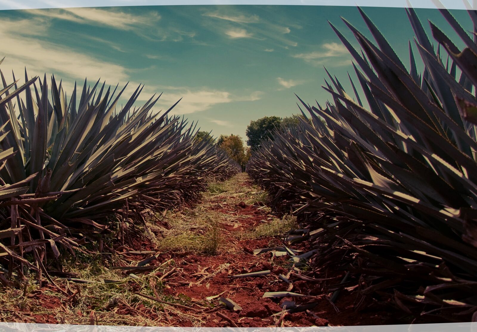 Tequila and agave spirits selection - WHISKY.AD Andorra